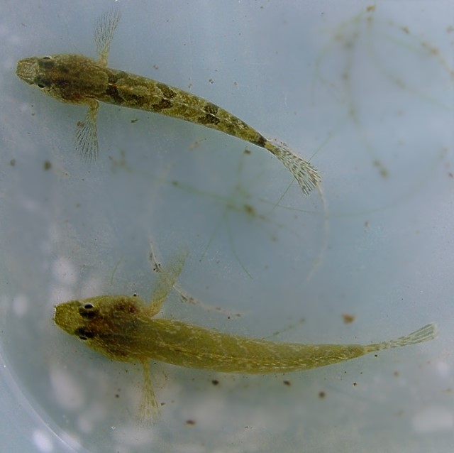 Proterorhinus marmoratus (Pallas, 1814)